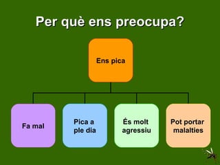 Per què ens preocupa? Ens pica Fa mal Pica a  ple dia És molt  agressiu Pot portar  malalties 