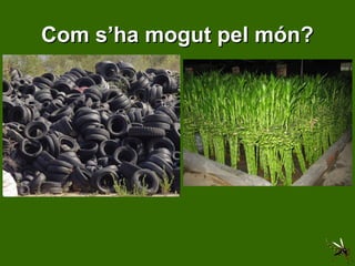 Com s’ha mogut pel món? 