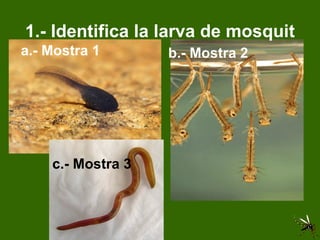 1.- Identifica la larva de mosquit a.- Mostra 1 b.- Mostra 2 c.- Mostra 3 