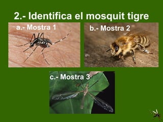 2.- Identifica el mosquit tigre a.- Mostra 1 b.- Mostra 2 c.- Mostra 3 
