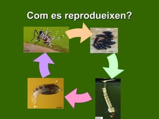 Com es reprodueixen? 