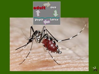 adult larva pupa ous 