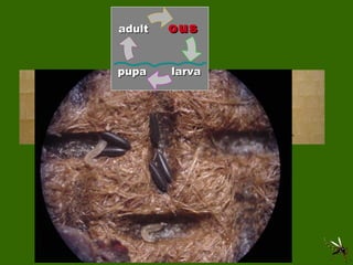 adult larva pupa ous 