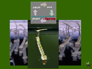 adult larva pupa ous 