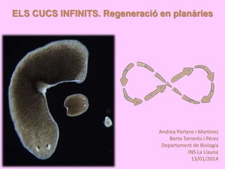ELS CUCS INFINITS. Regeneració en planàries

Andrea Portero i Martínez
Berta Torrents i Pérez
Departament de Biologia
INS La Llauna
13/01/2014

 