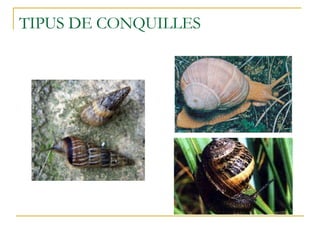 TIPUS DE CONQUILLES 