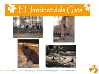 Més fotos a:   http://picasaweb.google.com/eljardinetdelsgats/ElJardinetDelsGats 
