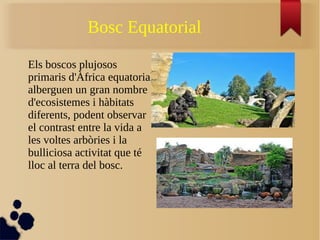 Bosc Equatorial
Els boscos plujosos
primaris d'Àfrica equatorial
alberguen un gran nombre
d'ecosistemes i hàbitats
diferents, podent observar
el contrast entre la vida a
les voltes arbòries i la
bulliciosa activitat que té
lloc al terra del bosc.
 