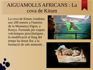 AIGUAMOLLS AFRICANS : La
cova de Kitum
La cova de Kitum s'endinsa
uns 200 metres a l'interior
de la Muntanya Elgon, a
Kenya. Formada per roques
volcàniques piroclàstiques ,
la modificació al llarg del
temps ha donat lloc a la
formació de sals minerals .
 