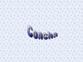 Concha 