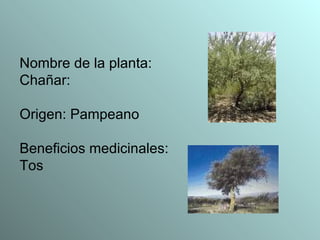 Nombre de la planta: Chañar: Origen: Pampeano Beneficios medicinales: Tos 