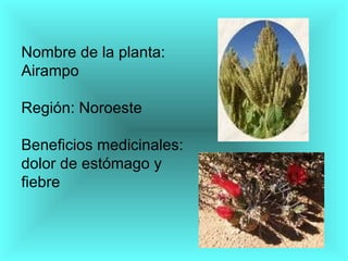 Nombre de la planta: Airampo Región: Noroeste Beneficios medicinales: dolor de estómago y fiebre 