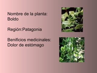 Nombre de la planta: Boldo Región:Patagonia Benificios medicinales: Dolor de estómago  