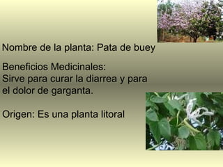 Beneficios Medicinales: Sirve para curar la diarrea y para el dolor de garganta. Origen: Es una planta litoral  Nombre de la planta: Pata de buey 