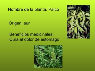 Nombre de la planta: Paico Origen: sur Beneficios medicinales: Cura el dolor de estomago   
