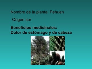 Nombre de la planta: Pehuen Beneficios medicinales:  Dolor de estómago y de cabeza Origen:sur 