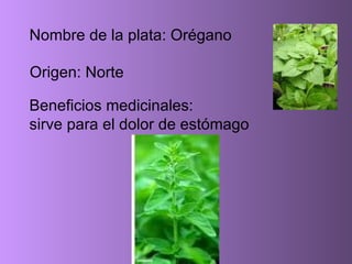 Beneficios medicinales: sirve para el dolor de estómago Nombre de la plata: Orégano Origen: Norte   