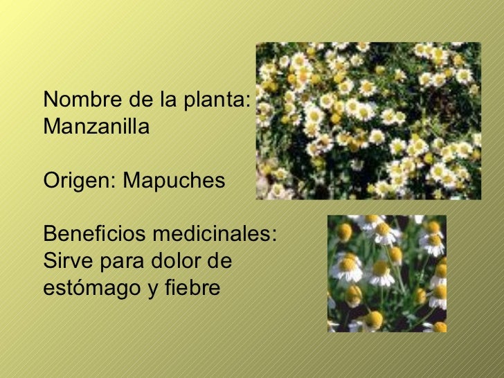 Plantas Medicinales