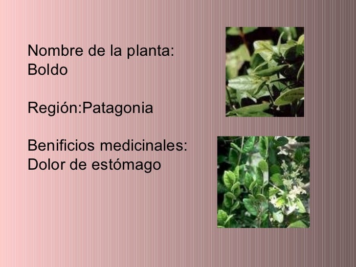 Plantas Medicinales