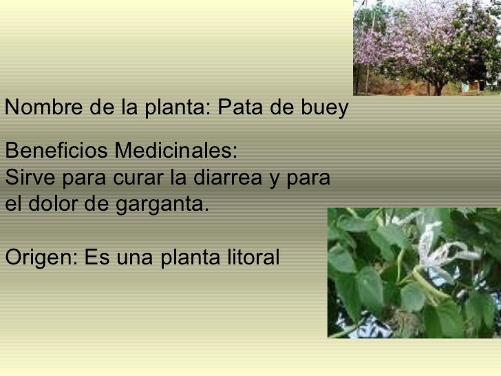 Plantas Medicinales