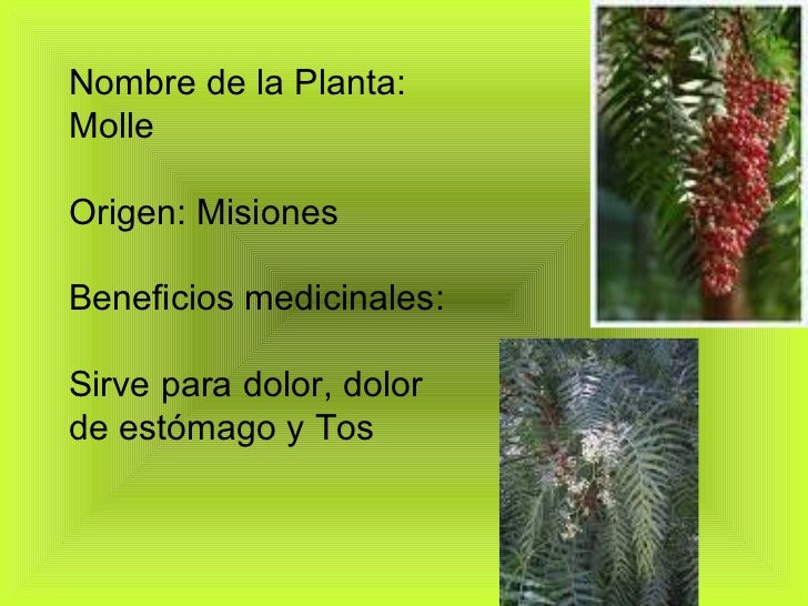 Plantas Medicinales