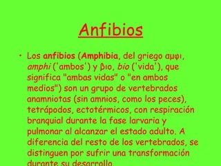 Anfibios Los  anfibios  ( Amphibia , del griego αμφι,  amphi  ('ambos') y βιο,  bio  ('vida'), que significa "ambas vidas" o "en ambos medios") son un grupo de vertebrados anamniotas (sin amnios, como los peces), tetrápodos, ectotérmicos, con respiración branquial durante la fase larvaria y pulmonar al alcanzar el estado adulto. A diferencia del resto de los vertebrados, se distinguen por sufrir una transformación durante su desarrollo. 