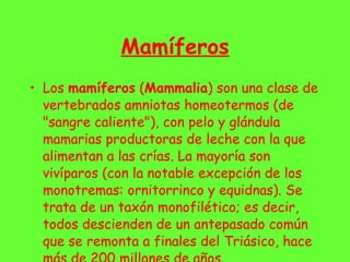 Mamíferos Los  mamíferos  ( Mammalia ) son una clase de vertebrados amniotas homeotermos (de "sangre caliente"), con pelo y glándula mamarias productoras de leche con la que alimentan a las crías. La mayoría son vivíparos (con la notable excepción de los monotremas: ornitorrinco y equidnas). Se trata de un taxón monofilético; es decir, todos descienden de un antepasado común que se remonta a finales del Triásico, hace más de 200 millones de años. 
