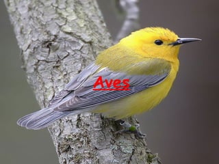 Aves 
