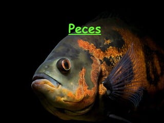 Peces 