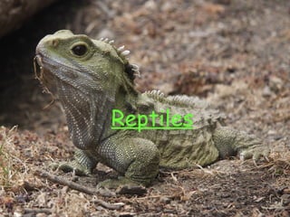 Reptiles 