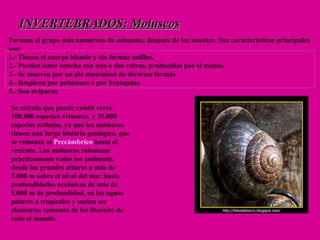 INVERTEBRADOS: Moluscos Se calcula que puede existir cerca 100.000 especies vivientes, y 35.000 especies extintas, ya que los moluscos tienen una larga historia geológica, que se remonta al  Precámbrico  hasta el reciente. Los moluscos colonizan prácticamente todos los ambiente, desde las grandes alturas a más de 3.000 m sobre el nivel del mar hasta profundidades oceánicas de más de 5.000 m de profundidad, en las aguas polares o tropicales y suelen ser elementos comunes de los litorales de todo el mundo. Forman el grupo más numeroso de animales, después de los insectos. Sus características principales son:  1.- Tienen el cuerpo blando y sin formar anillos.  2.- Pueden tener concha con una o dos valvas, producidas por el manto.  3.- Se mueven por un pie musculoso de diversas formas  4.- Respiran por pulmones o por branquias.  5.- Son ovíparos 