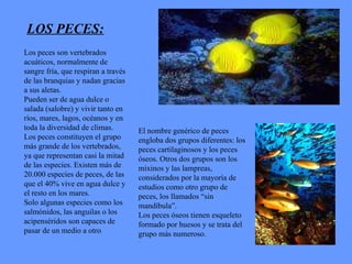 LOS PECES: Los peces son vertebrados acuáticos, normalmente de sangre fría, que respiran a través de las branquias y nadan gracias a sus aletas. Pueden ser de agua dulce o salada (salobre) y vivir tanto en ríos, mares, lagos, océanos y en toda la diversidad de climas. Los peces constituyen el grupo más grande de los vertebrados, ya que representan casi la mitad de las especies. Existen más de 20.000 especies de peces, de las que el 40% vive en agua dulce y el resto en los mares. Solo algunas especies como los salmónidos, las anguilas o los acipenséridos son capaces de pasar de un medio a otro . El nombre genérico de peces engloba dos grupos diferentes: los peces cartilaginosos y los peces óseos. Otros dos grupos son los mixinos y las lampreas, considerados por la mayoría de estudios como otro grupo de peces, los llamados “sin mandíbula”. Los peces óseos tienen esqueleto formado por huesos y se trata del grupo más numeroso. .  