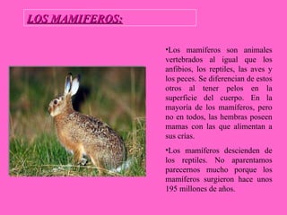 LOS MAMIFEROS: Los mamíferos son animales vertebrados al igual que los anfibios, los reptiles, las aves y los peces. Se diferencian de estos otros al tener pelos en la superficie del cuerpo. En la mayoría de los mamíferos, pero no en todos, las hembras poseen mamas con las que alimentan a sus crías. Los mamíferos descienden de los reptiles. N o  aparentamos parecernos mucho porque los mamíferos surgieron hace unos 195 millones de años. 