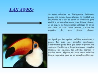 LAS AVES: A estos animales los distinguimos fácilmente porque son los que tienen plumas. En realidad son las plumas en lo que se basan los científicos para decidir si un animal es un ave o no. Si tiene plumas: es un ave. Si no tiene plumas: entonces no es un ave. Sólo las aves tienen plumas, y todas las especies de aves tienen plumas. Al igual que los reptiles, anfibios, mamíferos y peces, las aves son animales vertebrados. Simplemente quiere decir que tienen esqueleto con vértebras. En diferencia de otros animales como los insectos, las esponjas, las estrellas marinas y muchos otros. Algunos de estos otros animales tienen esqueletos, pero es un esqueleto diferente. 