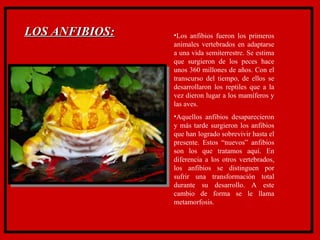 LOS ANFIBIOS: Los anfibios fueron los primeros animales vertebrados en adaptarse a una vida semiterrestre. Se estima que surgieron de los peces hace unos 360 millones de años. Con el transcurso del tiempo, de ellos se desarrollaron los reptiles que a la vez dieron lugar a los mamíferos y las aves . Aquellos anfibios desaparecieron y más tarde surgieron los anfibios que han logrado sobrevivir hasta el presente. Estos “nuevos” anfibios son los que tratamos aquí. En diferencia a los otros vertebrados, los anfibios se distinguen por sufrir una transformación total durante su desarrollo. A este cambio de forma se le llama metamorfosis. 