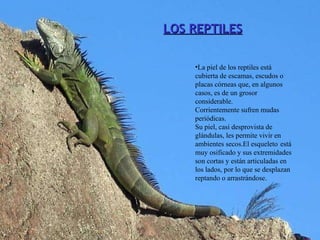 LOS REPTILES La piel de los reptiles está cubierta de escamas, escudos o placas córneas que, en algunos casos, es de un grosor considerable. Corrientemente sufren mudas periódicas. Su piel, casi desprovista de glándulas, les permite vivir en ambientes secos. El esqueleto   está muy osificado y sus extremidades son cortas y están articuladas en los lados, por lo que se desplazan reptando o arrastrándose. 