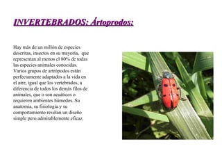INVERTEBRADOS: Ártoprodos: Hay más de un millón de especies descritas, insectos en su mayoría, 1  que representan al menos el 80% de todas las especies animales conocidas. Varios grupos de artrópodos están perfectamente adaptados a la vida en el aire, igual que los vertebrados, a diferencia de todos los demás filos de animales, que o son acuáticos o requieren ambientes húmedos. Su anatomía, su fisiología y su comportamiento revelan un diseño simple pero admirablemente eficaz. 