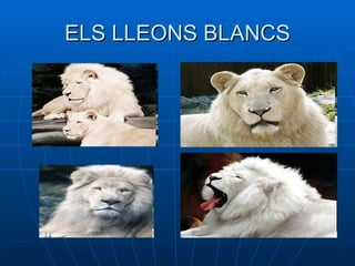 ELS LLEONS BLANCS 