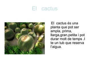 El  cactus   ,[object Object]