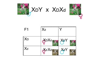 XDY x XDXd


F1      Xd      Y

XD      XDXd    XDY

Xd      Xd Xd   XdY
 