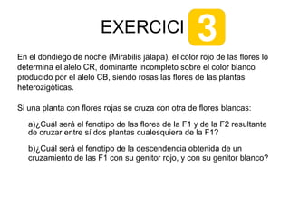 EXERCICI
En el dondiego de noche (Mirabilis jalapa), el color rojo de las flores lo
determina el alelo CR, dominante incompleto sobre el color blanco
producido por el alelo CB, siendo rosas las flores de las plantas
heterozigòticas.

Si una planta con flores rojas se cruza con otra de flores blancas:

   a)¿Cuál será el fenotipo de las flores de la F1 y de la F2 resultante
   de cruzar entre sí dos plantas cualesquiera de la F1?

   b)¿Cuál será el fenotipo de la descendencia obtenida de un
   cruzamiento de las F1 con su genitor rojo, y con su genitor blanco?
 