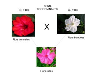 GENS
     CR = RR      COODOMINANTS    CB = BB




                       X
                                  Flors blanques
Flors vermelles




                    Flors roses
 