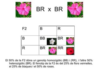 BR x BR


              F2            B              R

              B             BB             BR

              R             BR             RR


El 50% de la F2 dóna un genotip homozigòtic (BB) i (RR), i l'altre 50%
   heterozigòtic (BR). El fenotip de la F2 és del 25% de flors vermelles,
   el 25% de blaques i el 50% de roses.
 