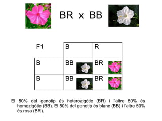 BR x BB


            F1             B             R

            B              BB            BR

            B              BB            BR


El 50% del genotip és heterozigòtic (BR) i l'altre 50% és
   homozigòtic (BB). El 50% del genotip és blanc (BB) i l'altre 50%
   és rosa (BR).
 