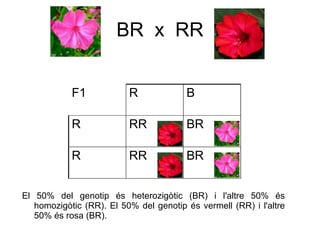 BR x RR


            F1            R             B

            R             RR            BR

            R             RR            BR


El 50% del genotip és heterozigòtic (BR) i l'altre 50% és
   homozigòtic (RR). El 50% del genotip és vermell (RR) i l'altre
   50% és rosa (BR).
 