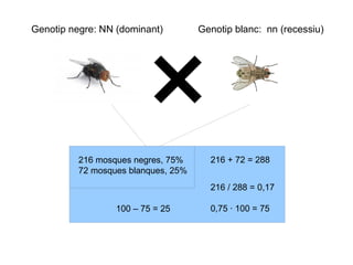 Genotip negre: NN (dominant)         Genotip blanc: nn (recessiu)




          216 mosques negres, 75%      216 + 72 = 288
          72 mosques blanques, 25%
                                       216 / 288 = 0,17

                  100 – 75 = 25        0,75 · 100 = 75
 