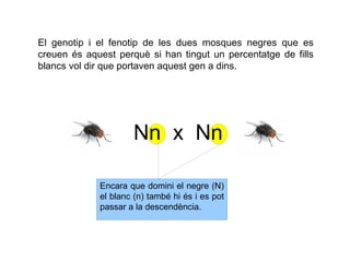 El genotip i el fenotip de les dues mosques negres que es
creuen és aquest perquè si han tingut un percentatge de fills
blancs vol dir que portaven aquest gen a dins.




                     Nn x Nn

             Encara que domini el negre (N)
             el blanc (n) també hi és i es pot
             passar a la descendència.
 