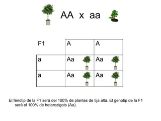 AA x aa

                F1               A                A

                a                Aa               Aa

                a                Aa               Aa


El fenotip de la F1 serà del 100% de plantes de tija alta. El genotip de la F1
    serà el 100% de heterozigots (Aa).
 