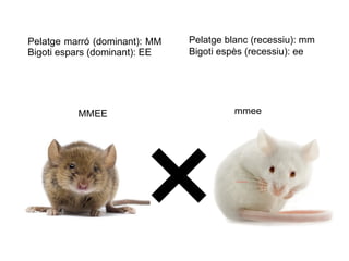 Pelatge marró (dominant): MM   Pelatge blanc (recessiu): mm
Bigoti espars (dominant): EE   Bigoti espès (recessiu): ee




          MMEE                           mmee




                                         file:///Downloads/bigoti%20copia.png
 