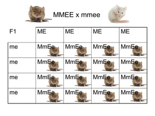 MMEE x mmee     file:///Downloads/bigoti%20copia.png




F1   ME     ME     ME                                            ME

me   MmEe   MmEe   MmEe                                          MmEe

me   MmEe   MmEe   MmEe                                          MmEe

me   MmEe   MmEe   MmEe                                          MmEe

me   MmEe   MmEe   MmEe                                          MmEe
 